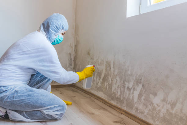 Licensed Attic Mold Removal service in New Bloomfield, PA - WQB Mold Removal