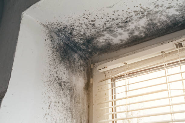 Affordable Attic Mold Removal solutions in New Bloomfield, PA
